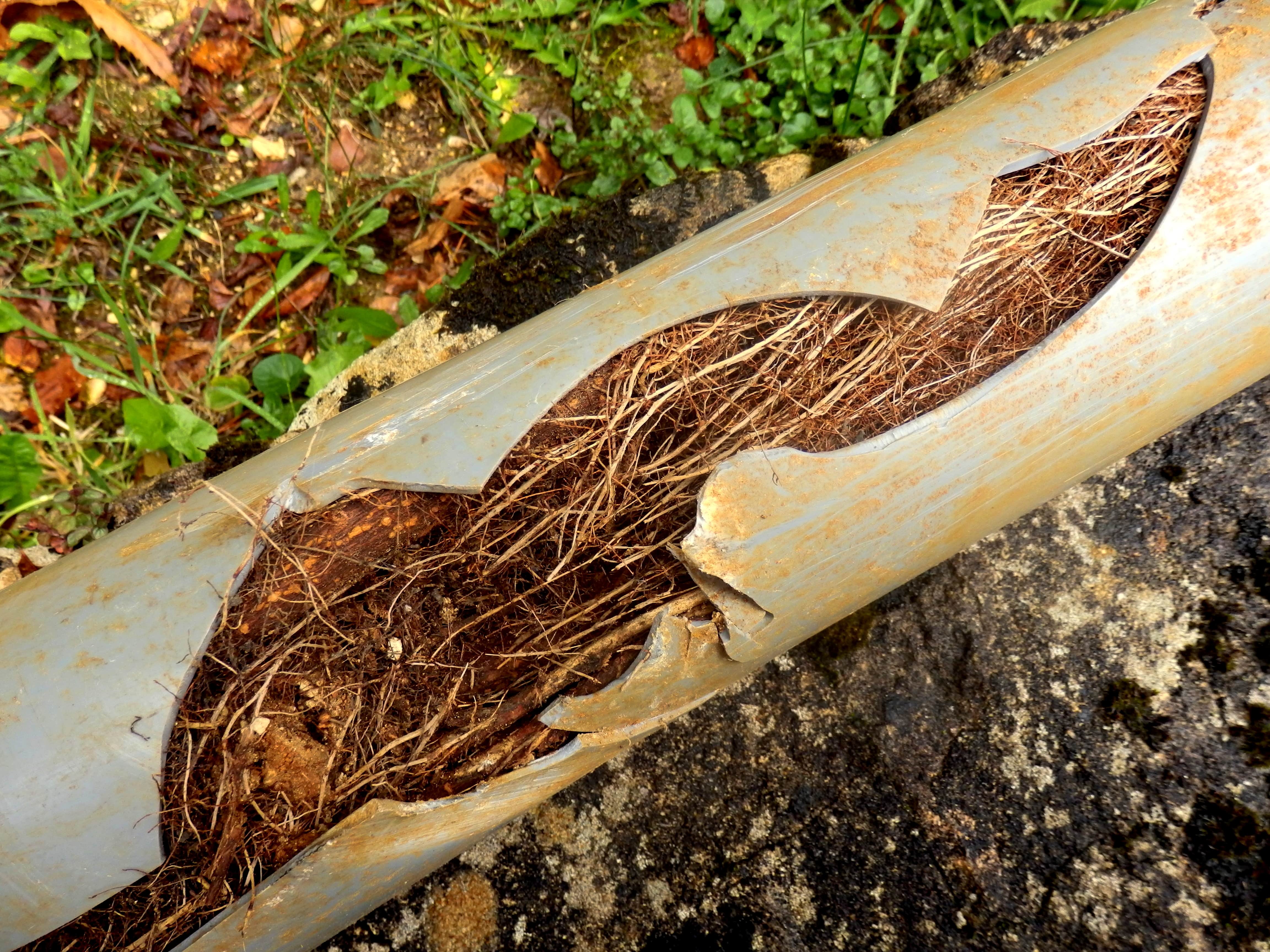 Drain Root Infestation Removal Services