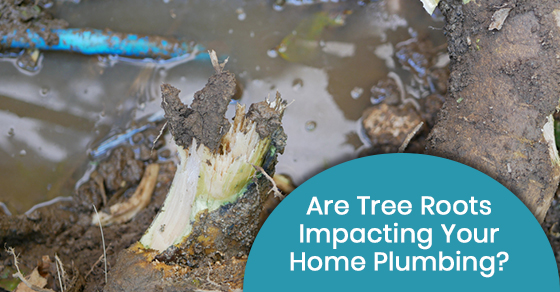Are tree roots impacting your home plumbing?